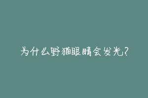 为什么野猫眼睛会发光?-动物百科