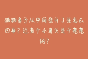 猫猫鼻子从中间裂开了是怎么回事?还有个小鼻头是干瘪瘪的?-动物百科