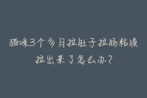 猫咪3个多月拉肚子拉肠粘膜拉出来了怎么办?-动物百科