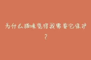 为什么猫咪觉得我需要它保护?-动物百科