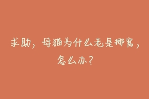 求助,母猫为什么老是挪窝,怎么办?-动物百科
