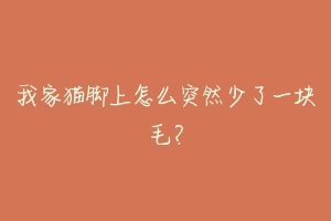 我家猫脚上怎么突然少了一块毛?-动物百科