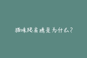 猫咪爬肩膀是为什么?-动物百科