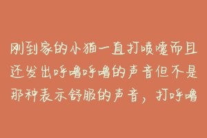 刚到家的小猫一直打喷嚏而且还发出呼噜呼噜的声音但不是那种表示舒服的声音,打呼噜的声音很大而且一直不?-动物百科
