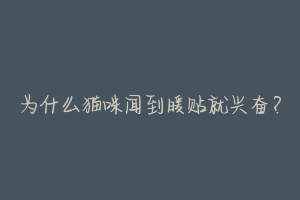 为什么猫咪闻到暖贴就兴奋?-动物百科