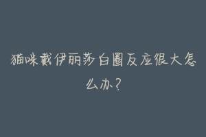 猫咪戴伊丽莎白圈反应很大怎么办?-动物百科