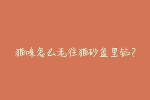 猫咪怎么老往猫砂盆里钻?-动物百科