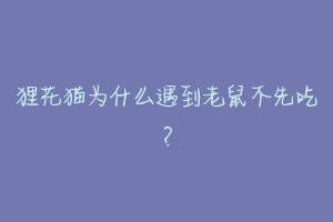 狸花猫为什么遇到老鼠不先吃?-动物百科