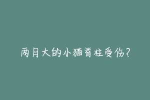 两月大的小猫脊柱受伤?-动物百科