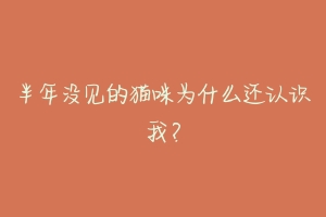 半年没见的猫咪为什么还认识我?-动物百科