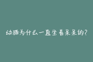 幼猫为什么一直坐着呆呆的?-动物百科