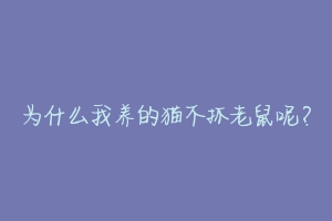 为什么我养的猫不抓老鼠呢?-动物百科