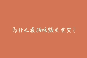 为什么摸猫咪额头会哭?-动物百科