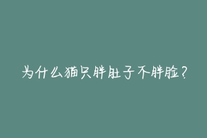 为什么猫只胖肚子不胖脸?-动物百科