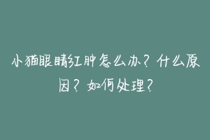 小猫眼睛红肿怎么办?什么原因?如何处理?-动物百科