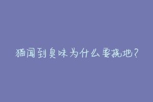 猫闻到臭味为什么要挠地?-动物百科