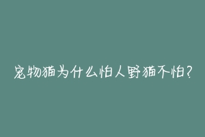 宠物猫为什么怕人野猫不怕？-动物百科