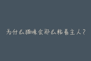 为什么猫咪会那么粘着主人？-动物百科