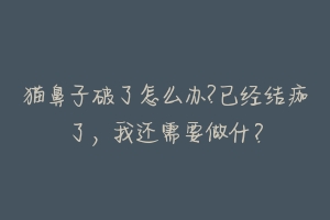 猫鼻子破了怎么办?已经结痂了,我还需要做什?-动物百科