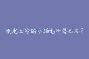 刚抱回家的小猫老叫怎么办?-动物百科