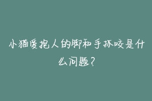 小猫爱抱人的脚和手抓咬是什么问题?-动物百科