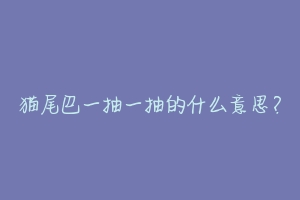 猫尾巴一抽一抽的什么意思?-动物百科