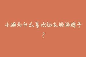 小猫为什么喜欢钻衣服舔脖子？-动物百科