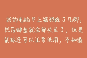 我的电脑早上被猫踩了几脚，然后键盘就全部失灵了，但是鼠标还可以正常使用，不知道是锁住了哪里，求救？-动物百科