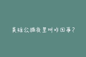 英短公猫夜里叫咋回事?-动物百科