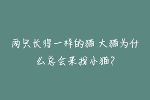 两只长得一样的猫 大猫为什么总会来找小猫?-动物百科