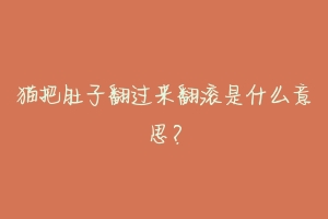 猫把肚子翻过来翻滚是什么意思?-动物百科