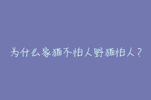 为什么家猫不怕人野猫怕人?-动物百科