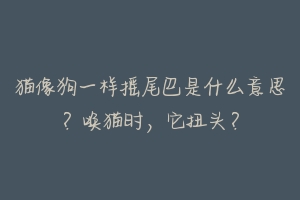 猫像狗一样摇尾巴是什么意思?唤猫时,它扭头?-动物百科