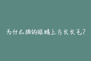 为什么猫的眼睛上方长长毛?-动物百科