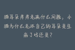 猫耳朵痒痒老挠什么问题,小猫为什么老抓自己的耳朵是生病了吗还是?-动物百科