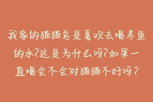 我家的猫猫总是喜欢去喝养鱼的水?这是为什么呀?如果一直喝会不会对猫猫不好呀?-动物百科