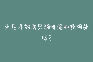 先后养的两只猫咪能和睦相处吗?-动物百科