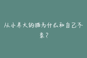 从小养大的猫为什么和自己不亲?-动物百科