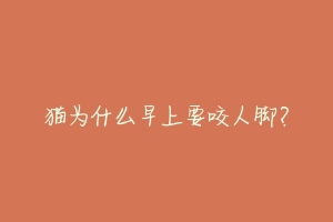 猫为什么早上要咬人脚?-动物百科