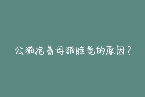 公猫抱着母猫睡觉的原因?-动物百科