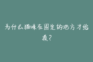 为什么猫咪在固定的地方才给摸？-动物百科
