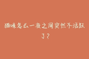 猫咪怎么一夜之间突然不活跃了?-动物百科