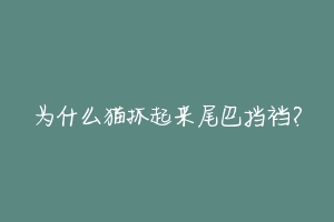 为什么猫抓起来尾巴挡裆?-动物百科