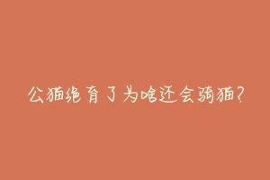 公猫绝育了为啥还会骑猫?-动物百科