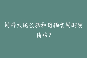 同样大的公猫和母猫会同时发情吗?-动物百科