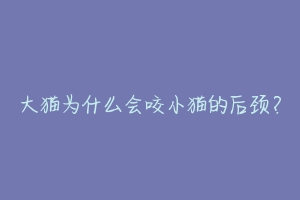 大猫为什么会咬小猫的后颈？-动物百科