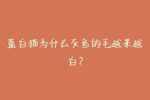 蓝白猫为什么灰色的毛越来越白？-动物百科