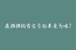 摸猫猫的背会弓起来是为啥?-动物百科