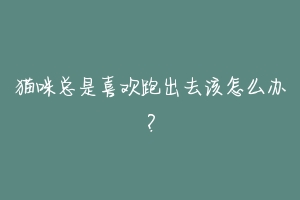 猫咪总是喜欢跑出去该怎么办?-动物百科