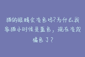 猫的眼睛会变色吗?为什么我家猫小时候是蓝色,现在变成橘色了?-动物百科